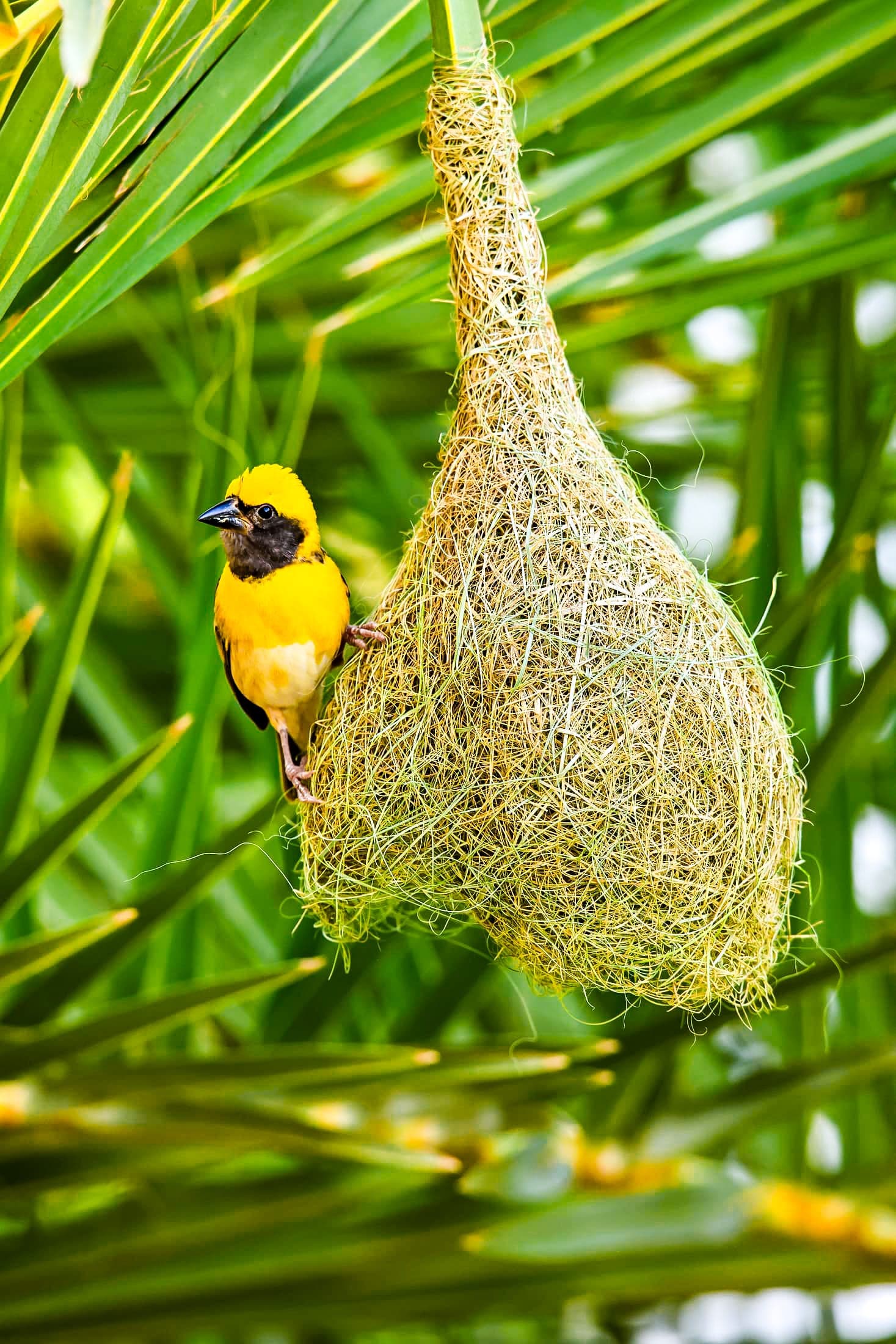 Weaver and nest