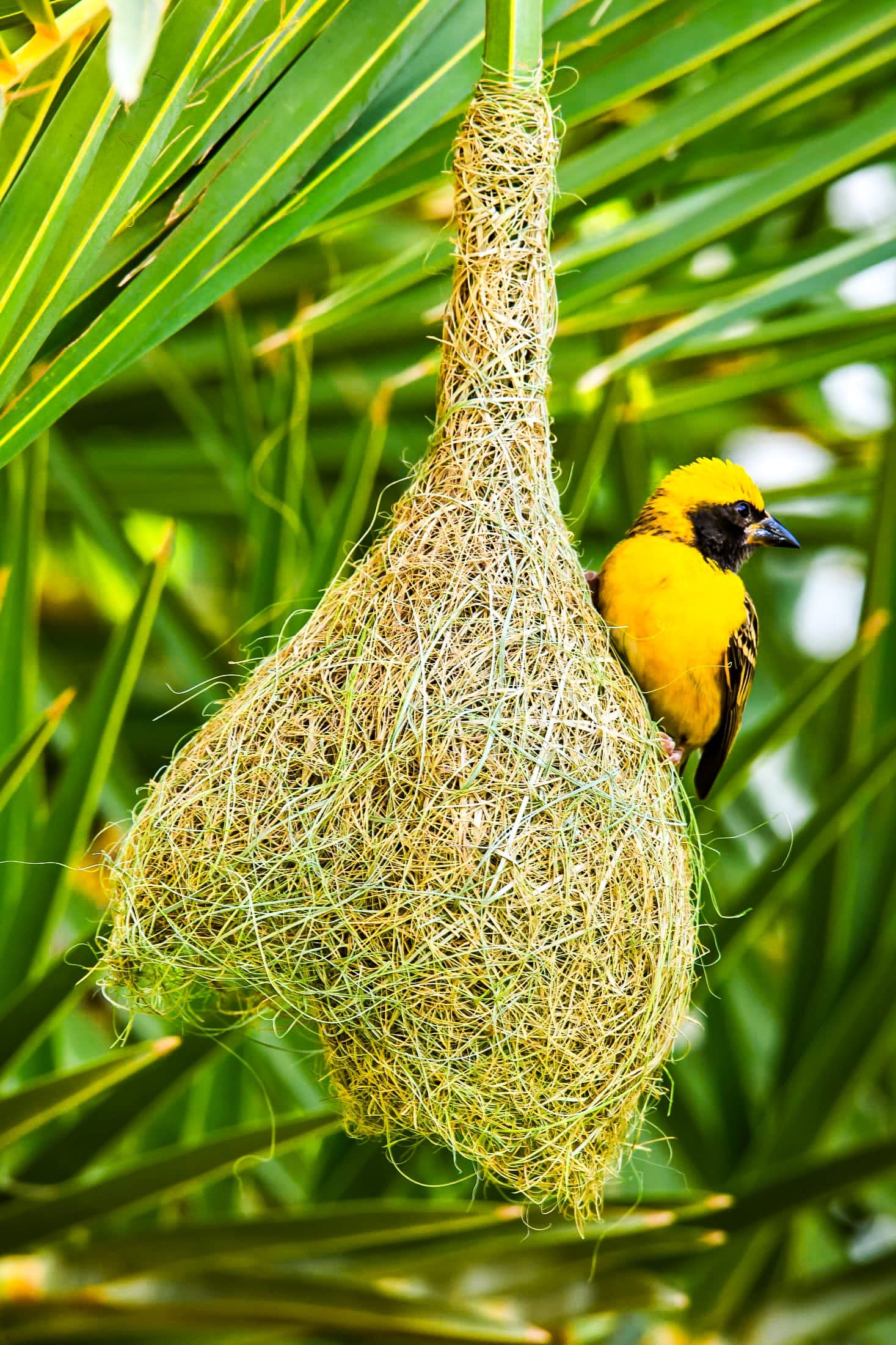 Baya weaver at the nest