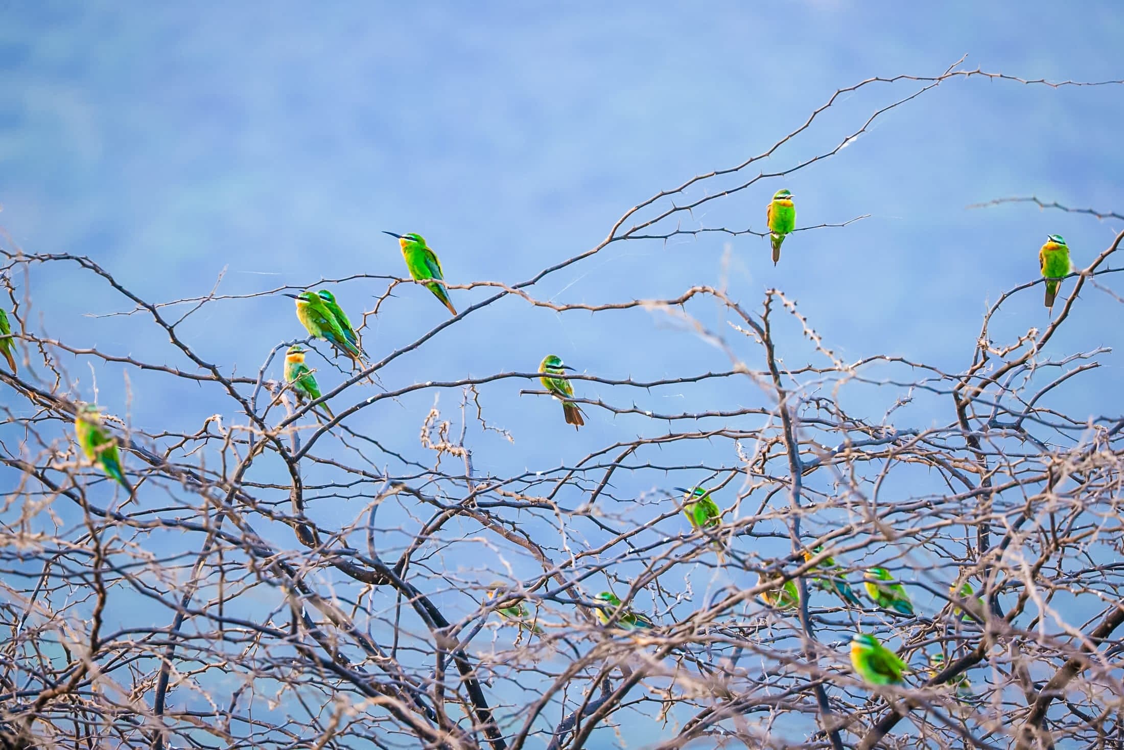 Green bee-eaters — Ajmer