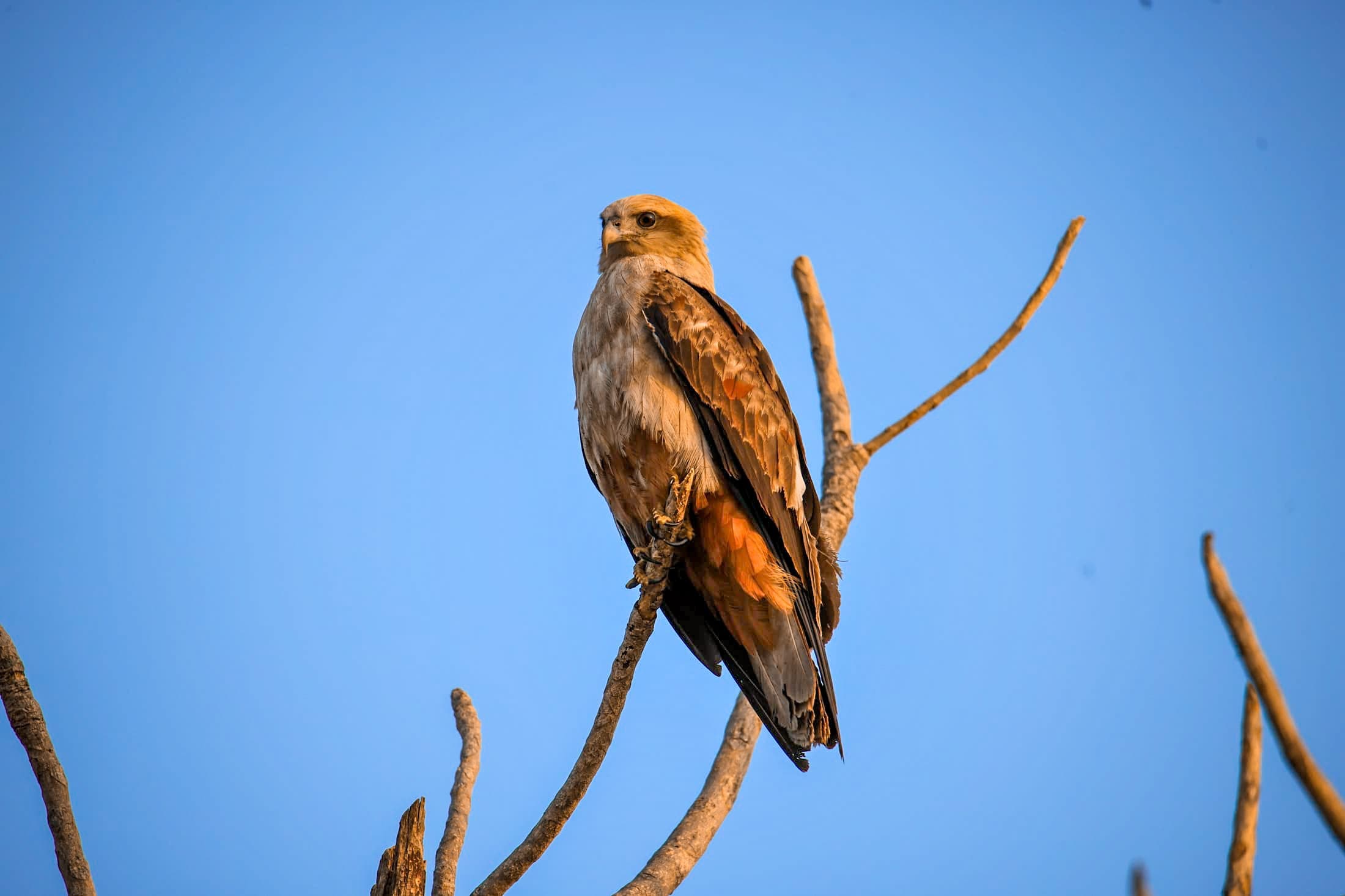 Black kite — Rajasthan