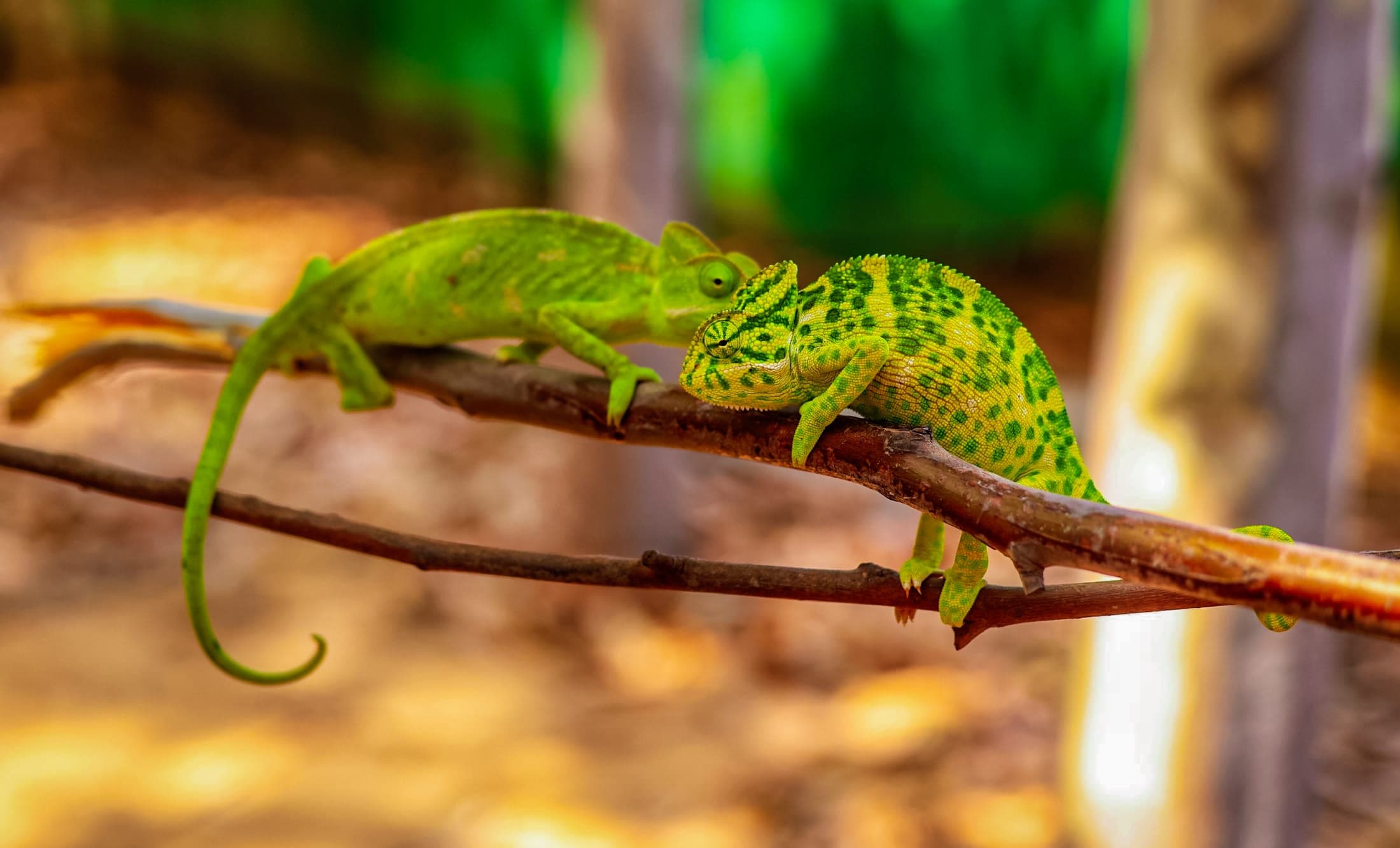 Chameleon