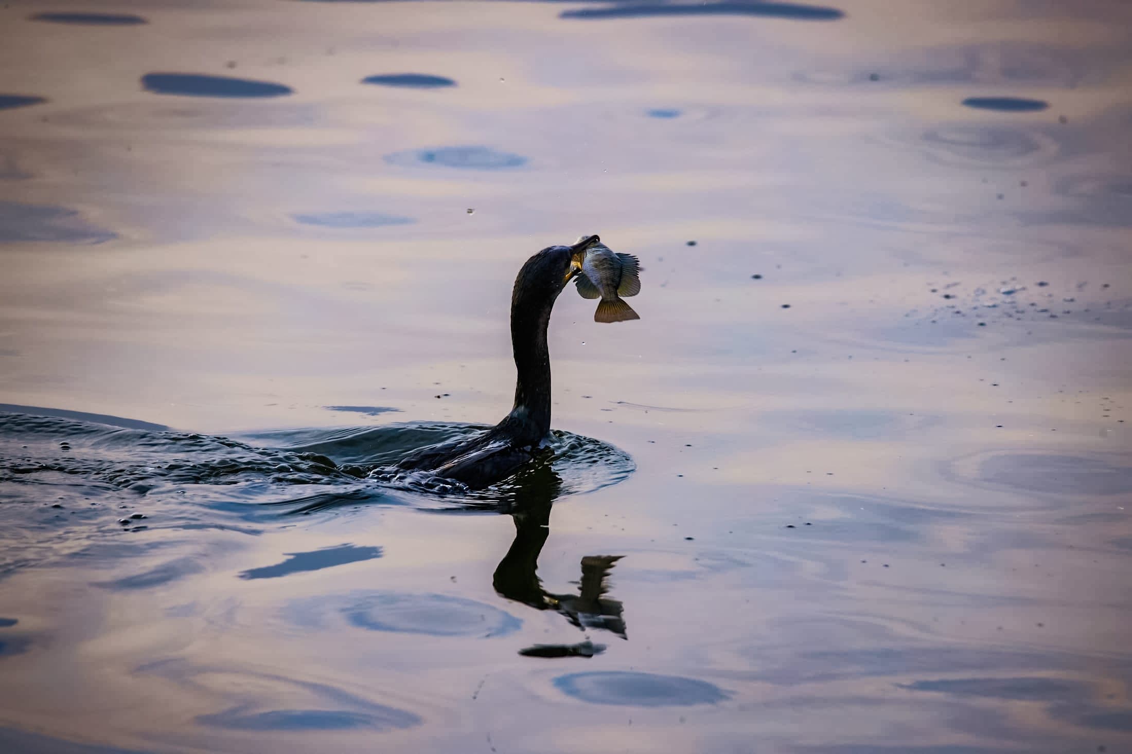 Cormorant with a fish