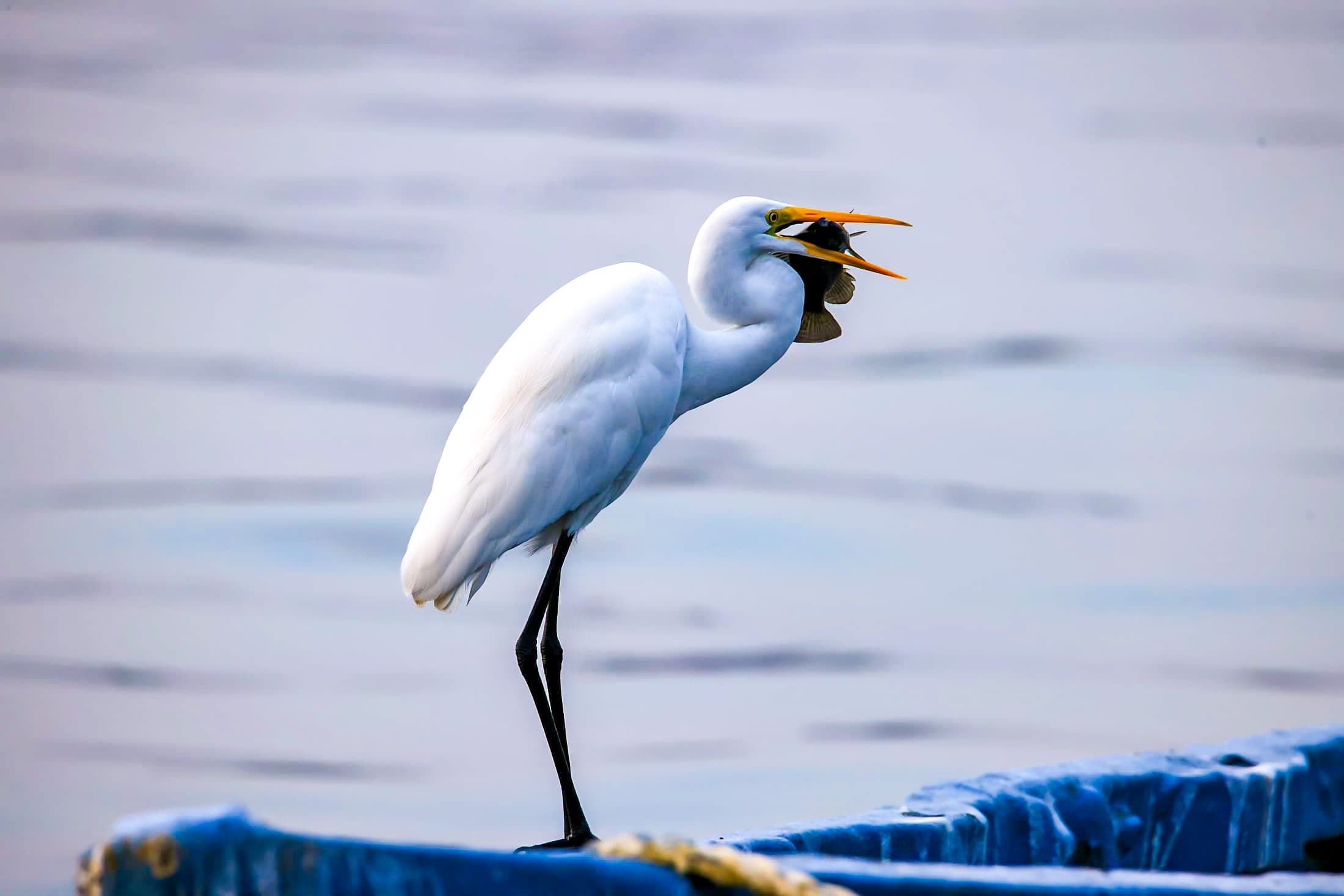 Great egret, the catch