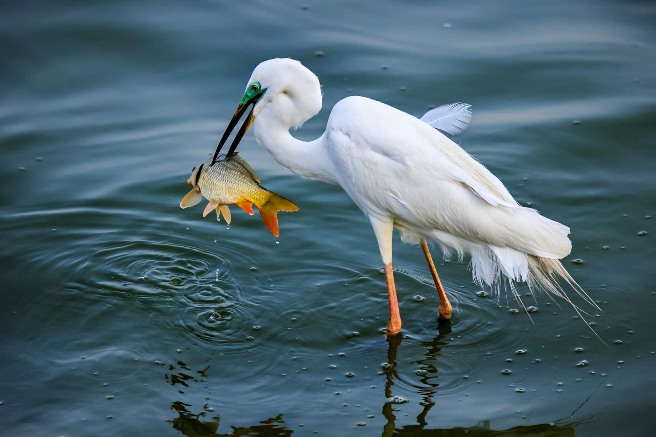 Egret and the fish — Rajasthan
