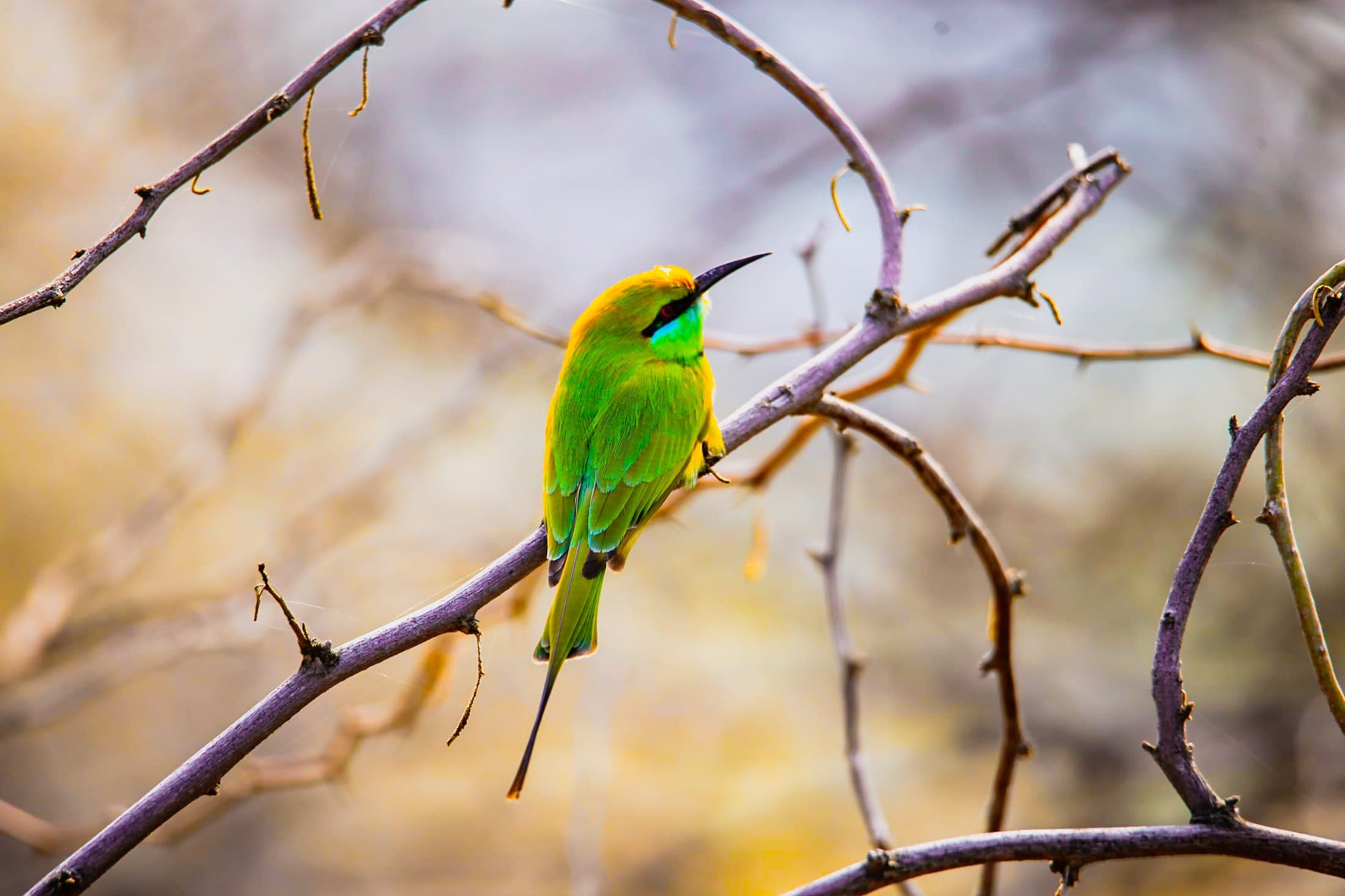 Green bee-eater — Rajasthan