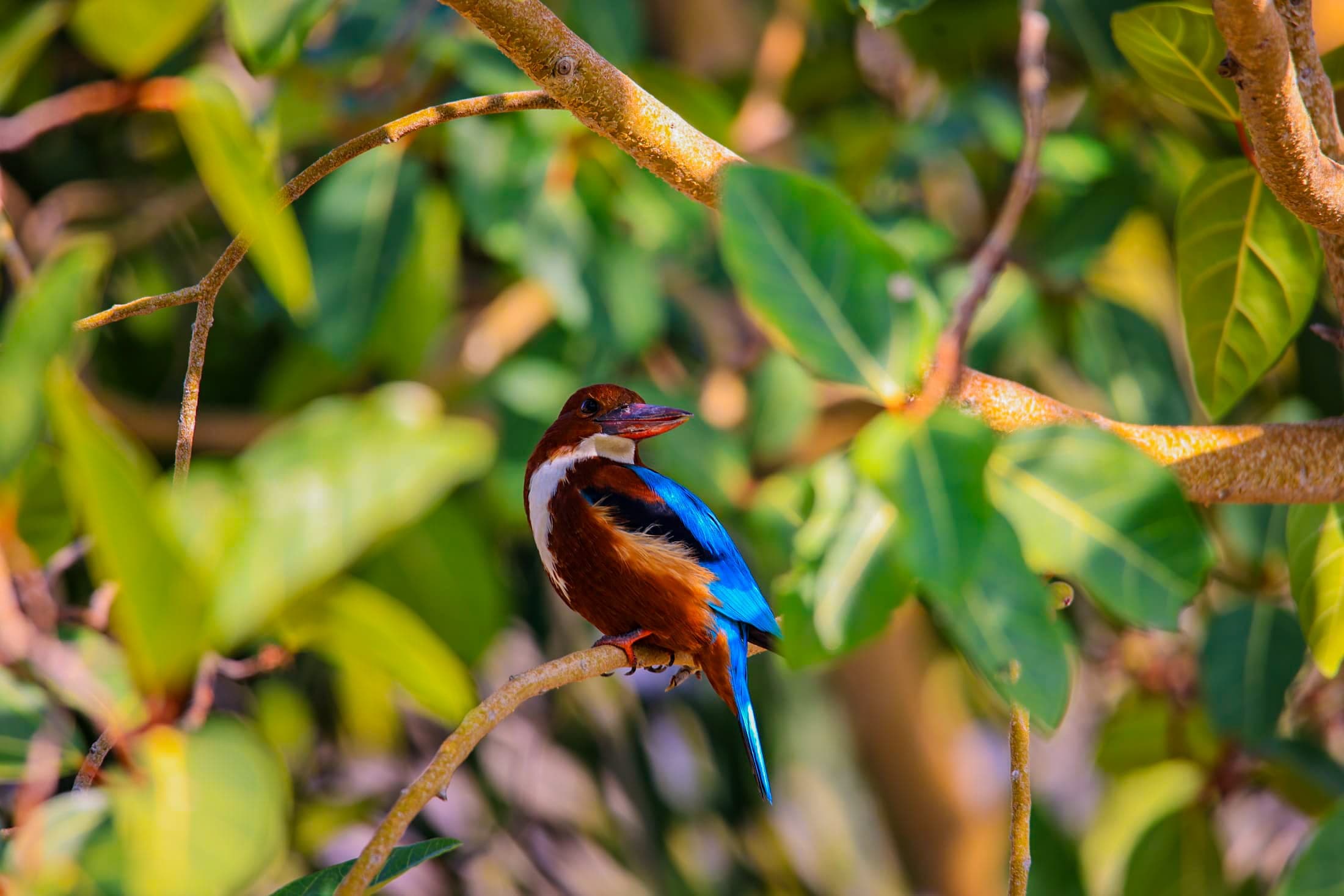 White-throated kingfisher — Rajasthan