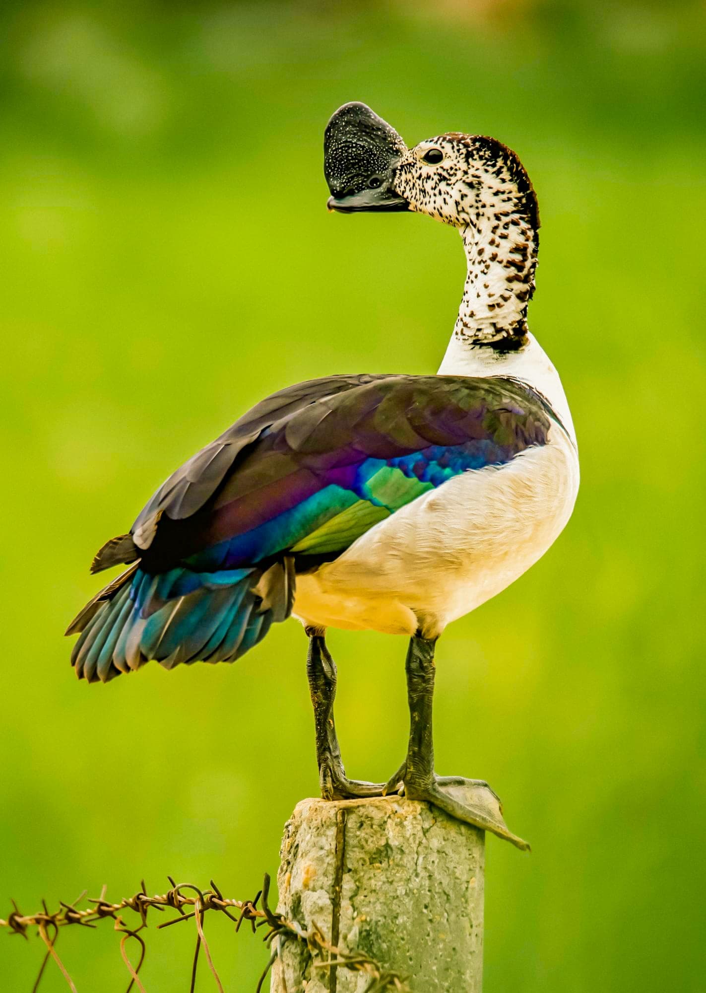 Knob-billed duck — Ajmer