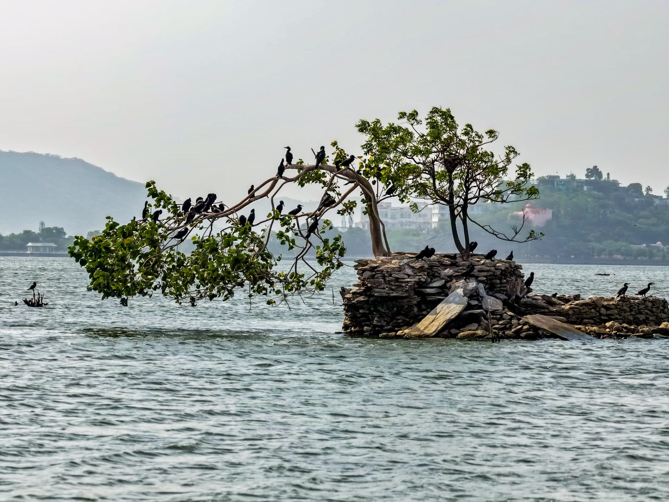 The island tree