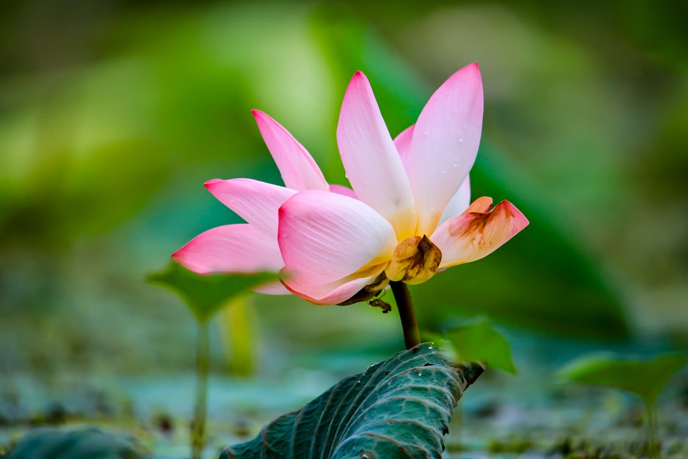 Lotus