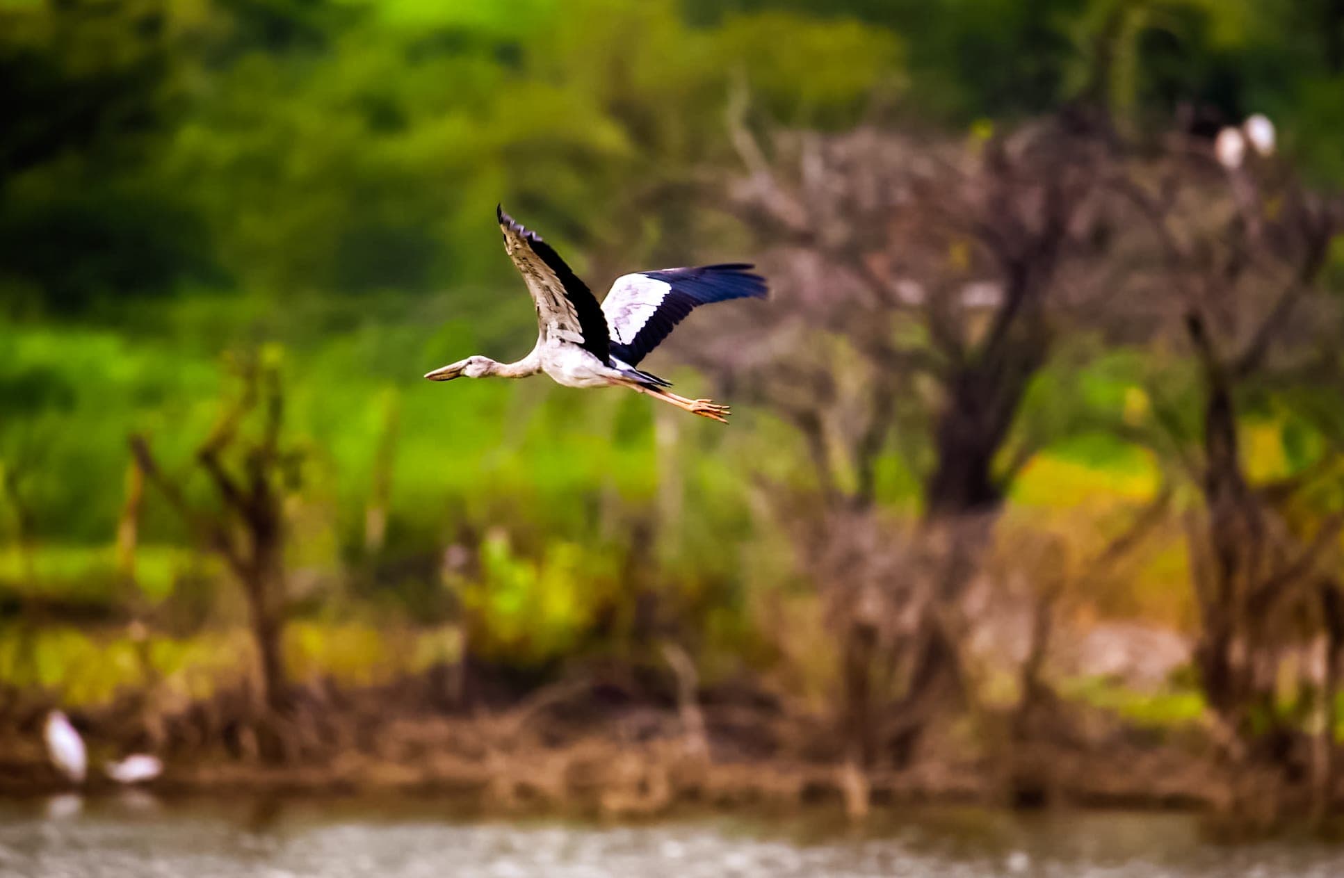 Asian openbill in flight — Ajmer
