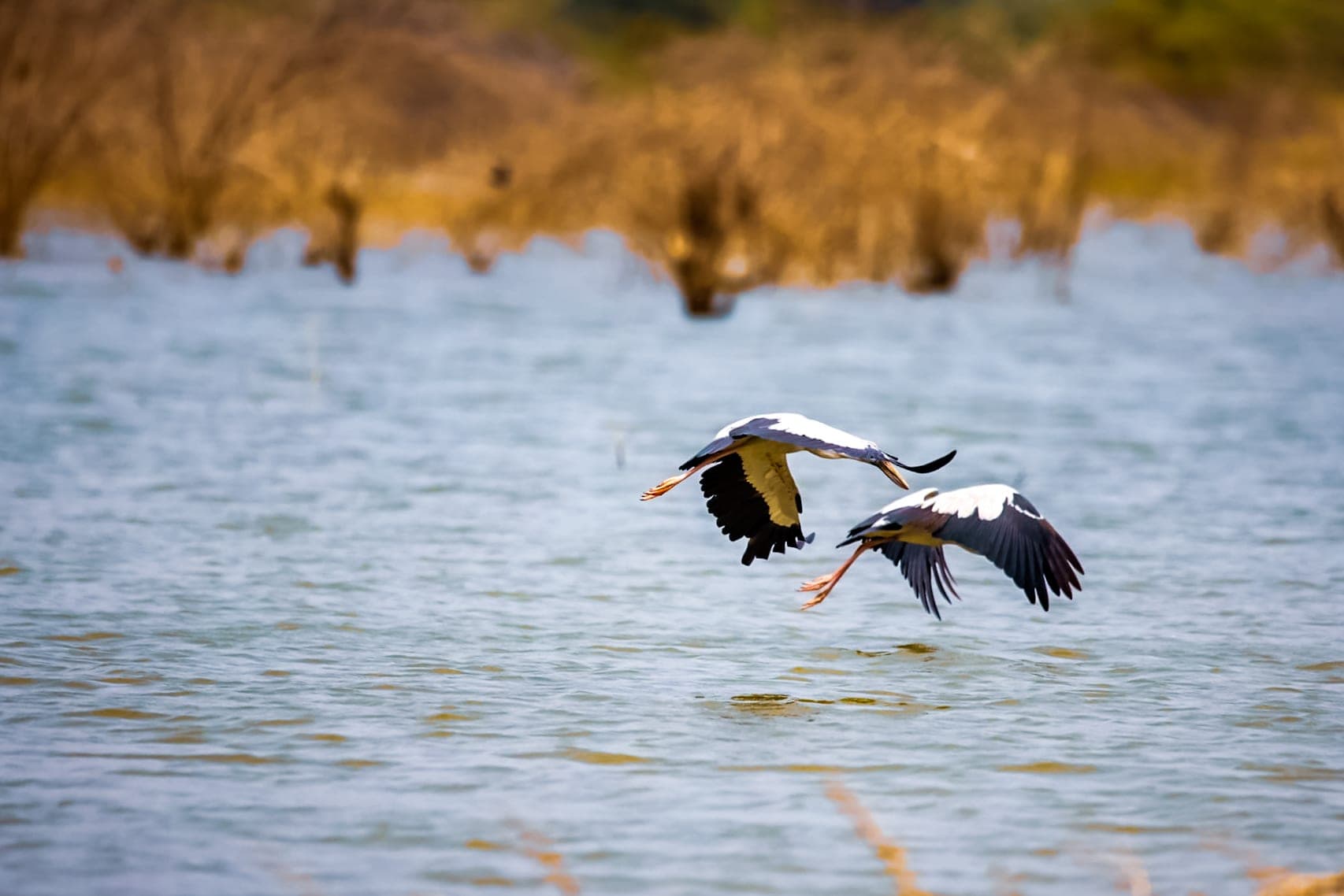 Openbills over the water — Ajmer