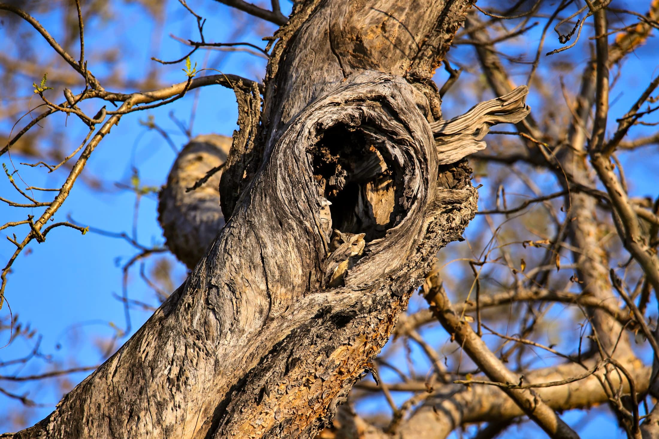 Owl — Rajasthan