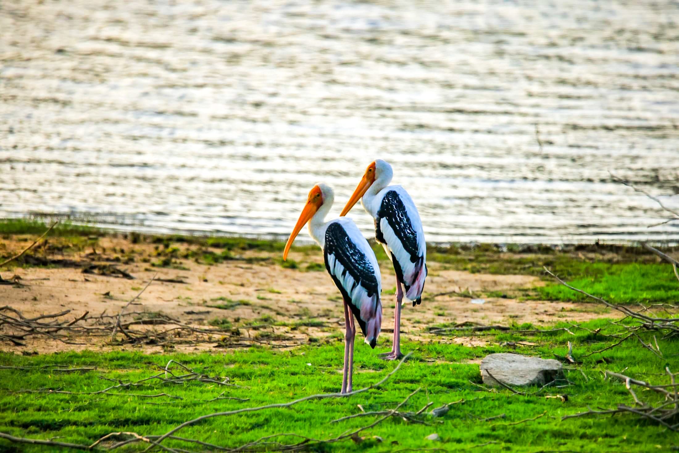 Painted storks