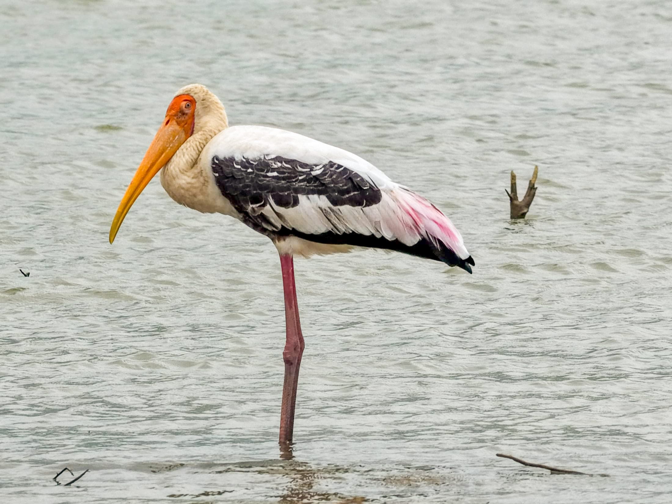Painted stork — Ajmer