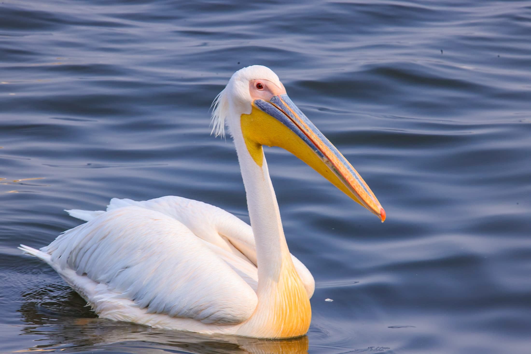 Great white pelican