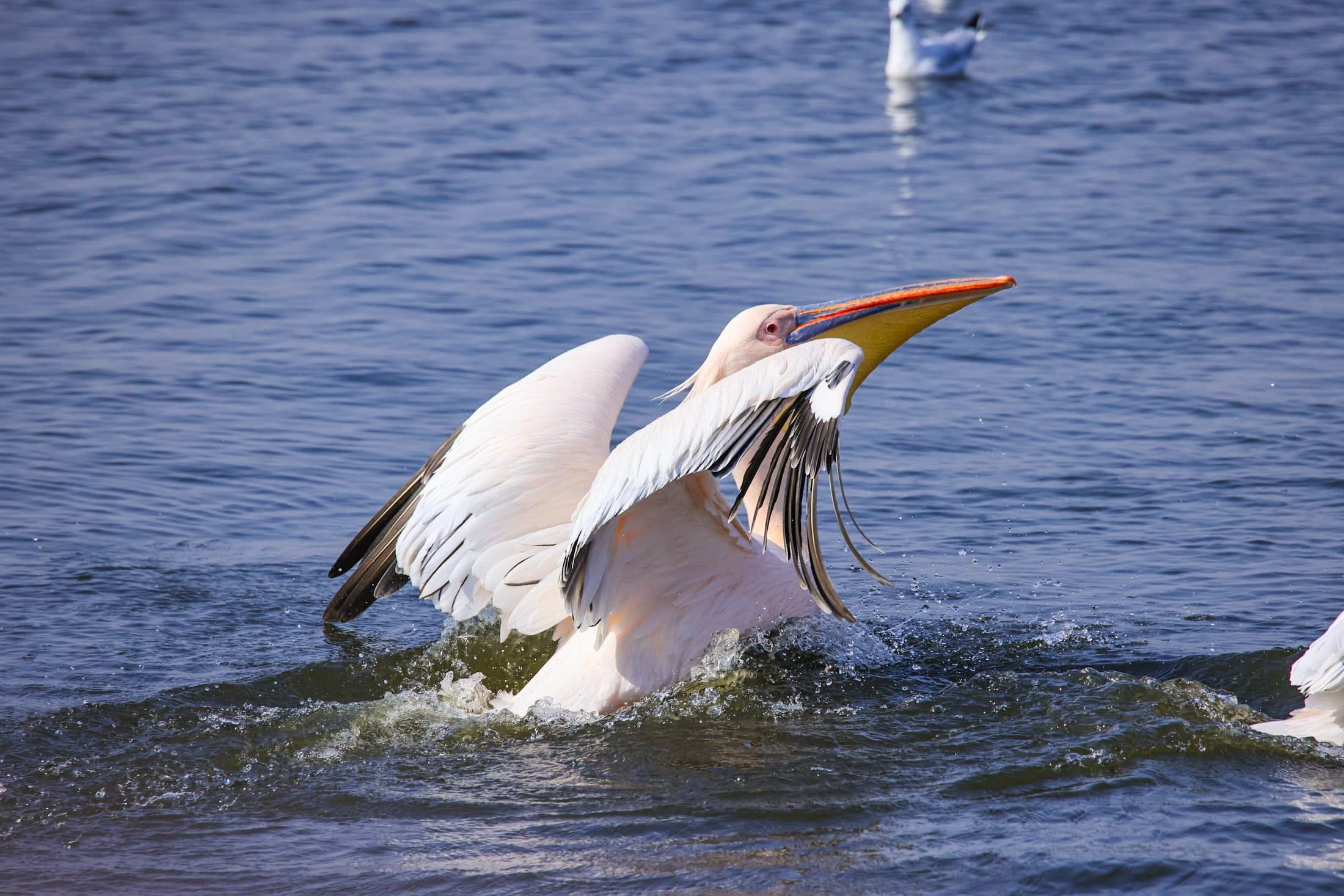 Pelican, wings up