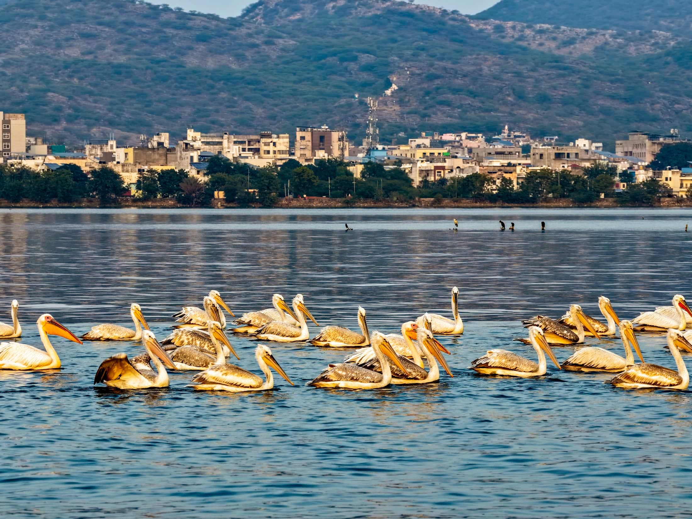 Pelicans on Ana Sagar — Ana Sagar, Ajmer