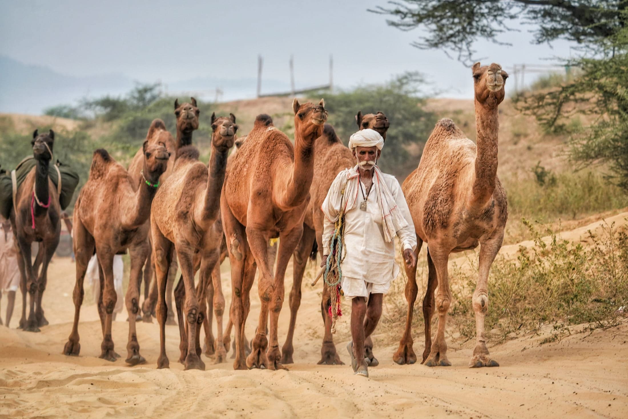 The caravan