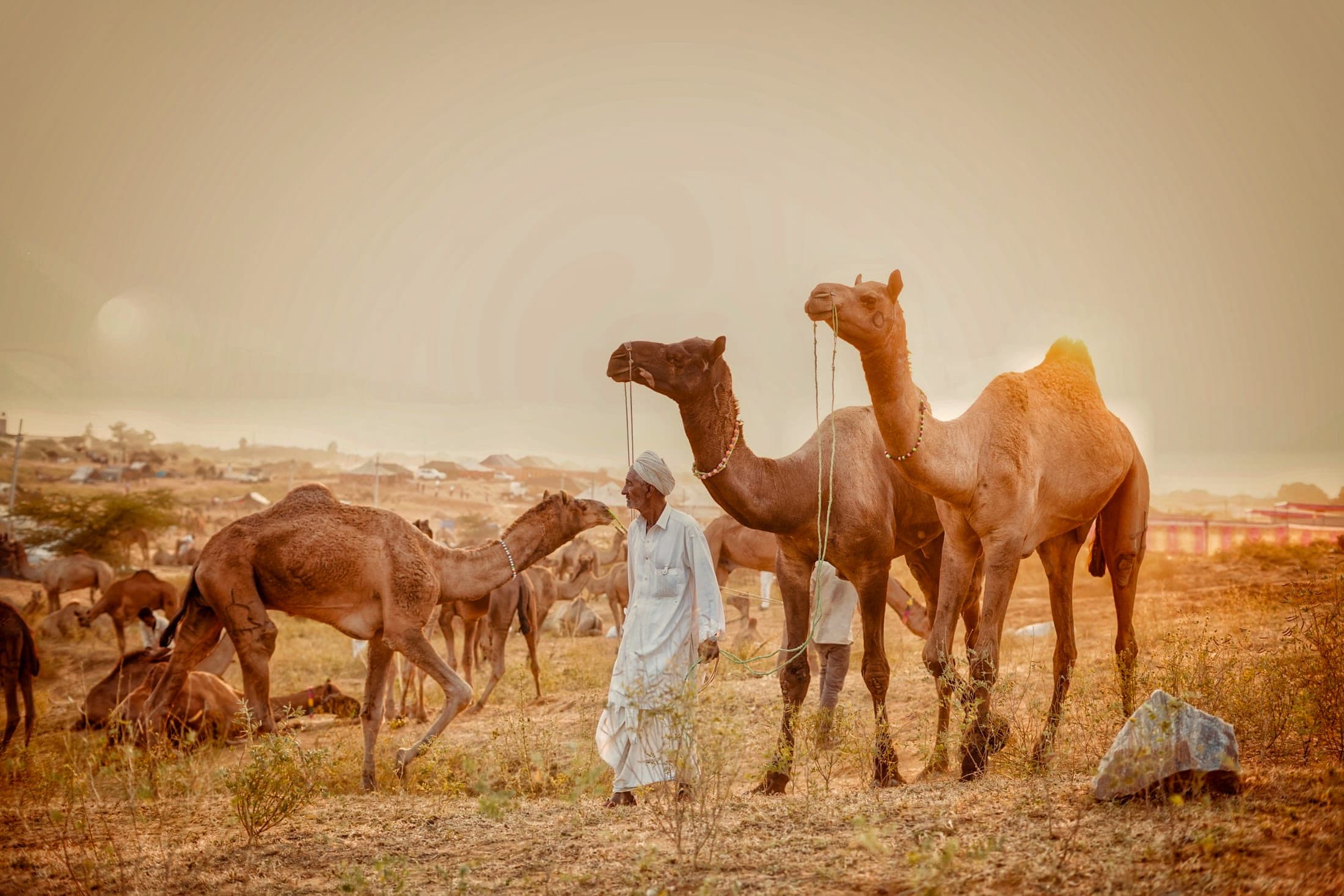Herders at the fair ground