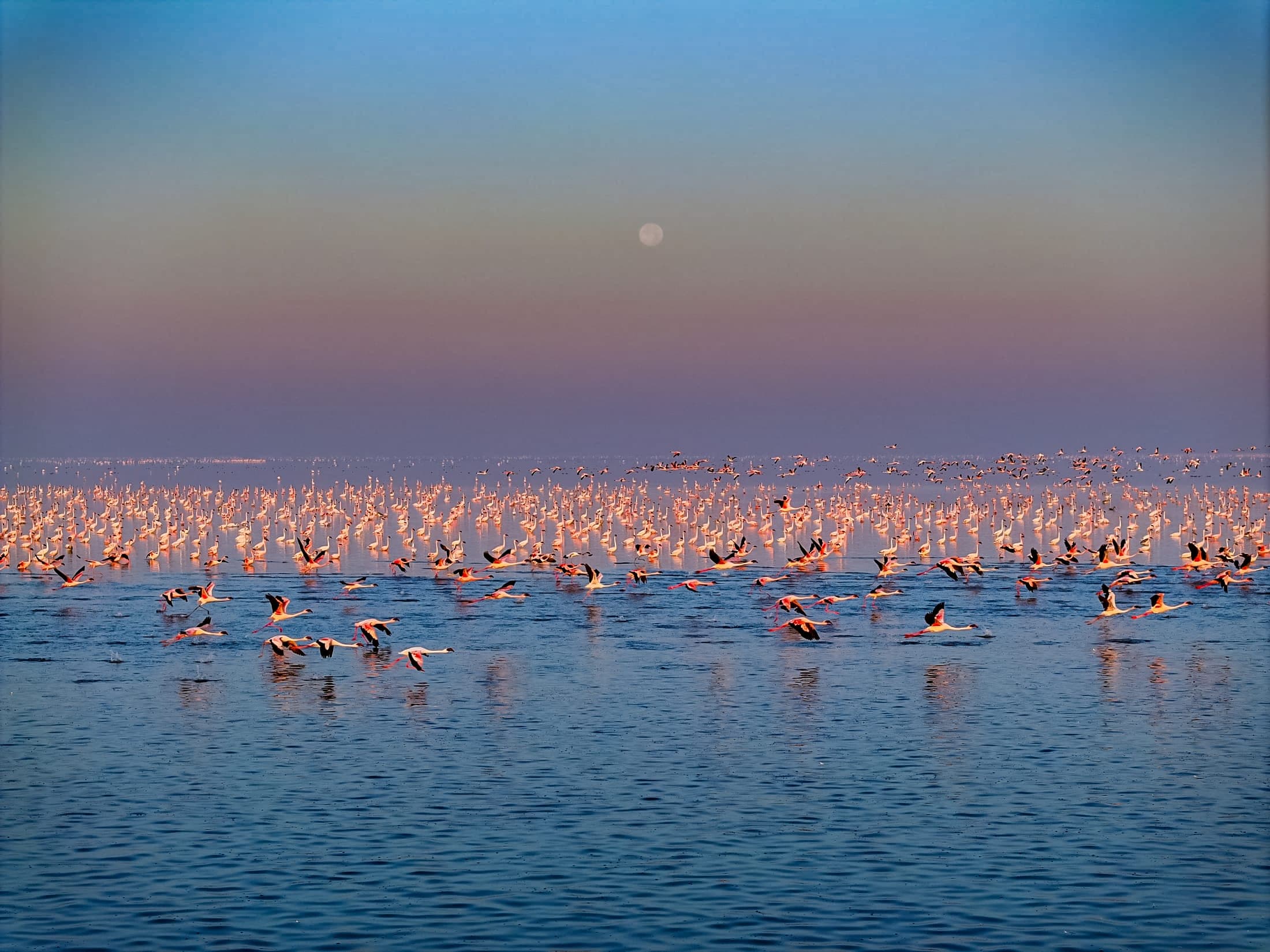 Flamingos at first light — Sambhar Lake
