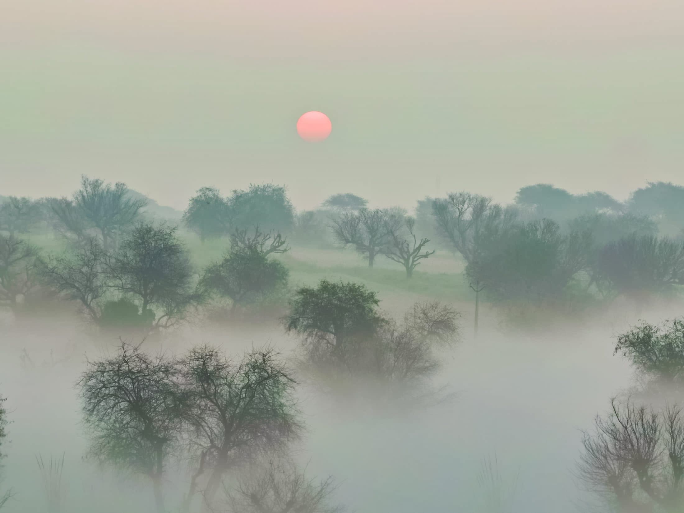 Sun through the fog