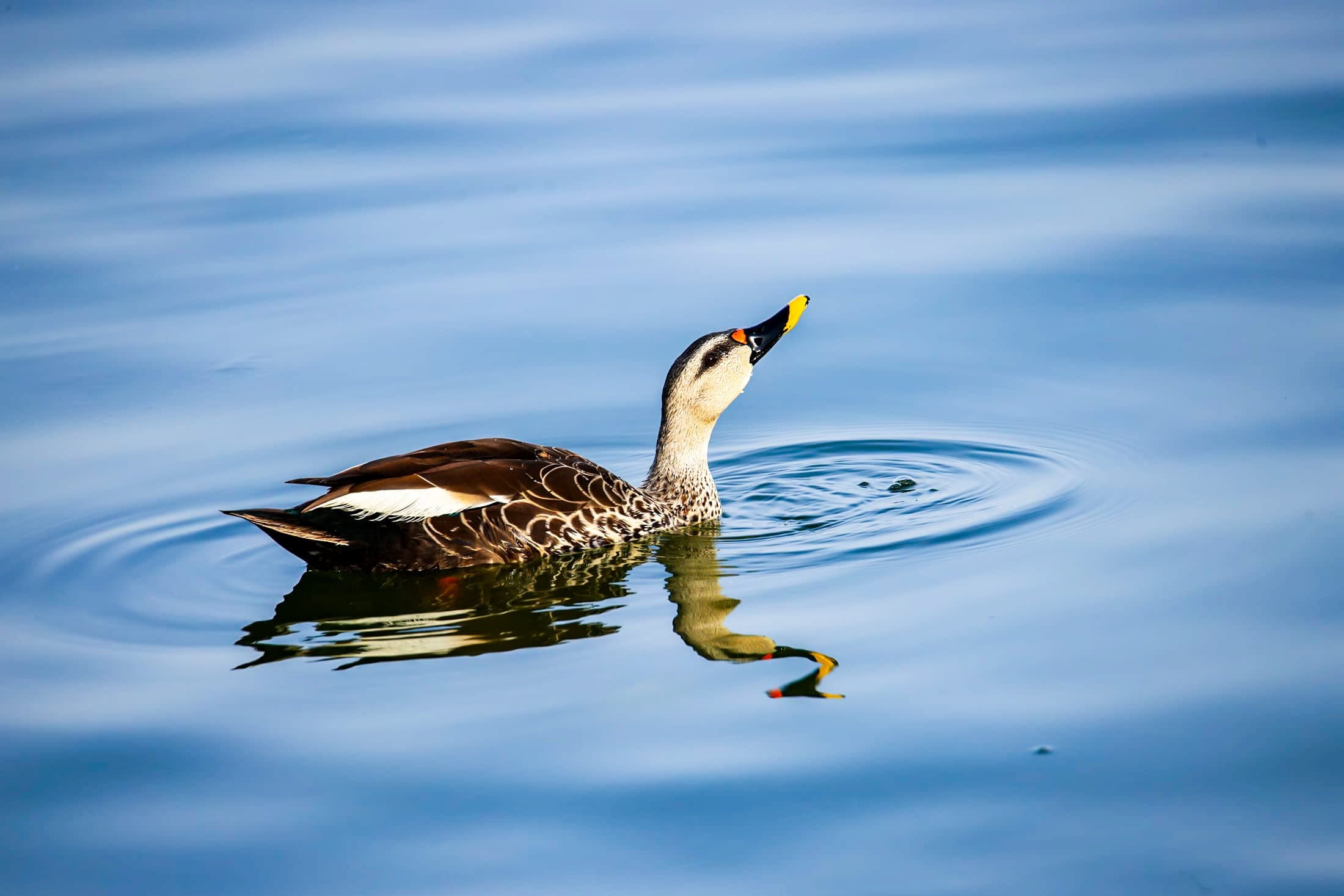 Spot-billed duck — Rajasthan