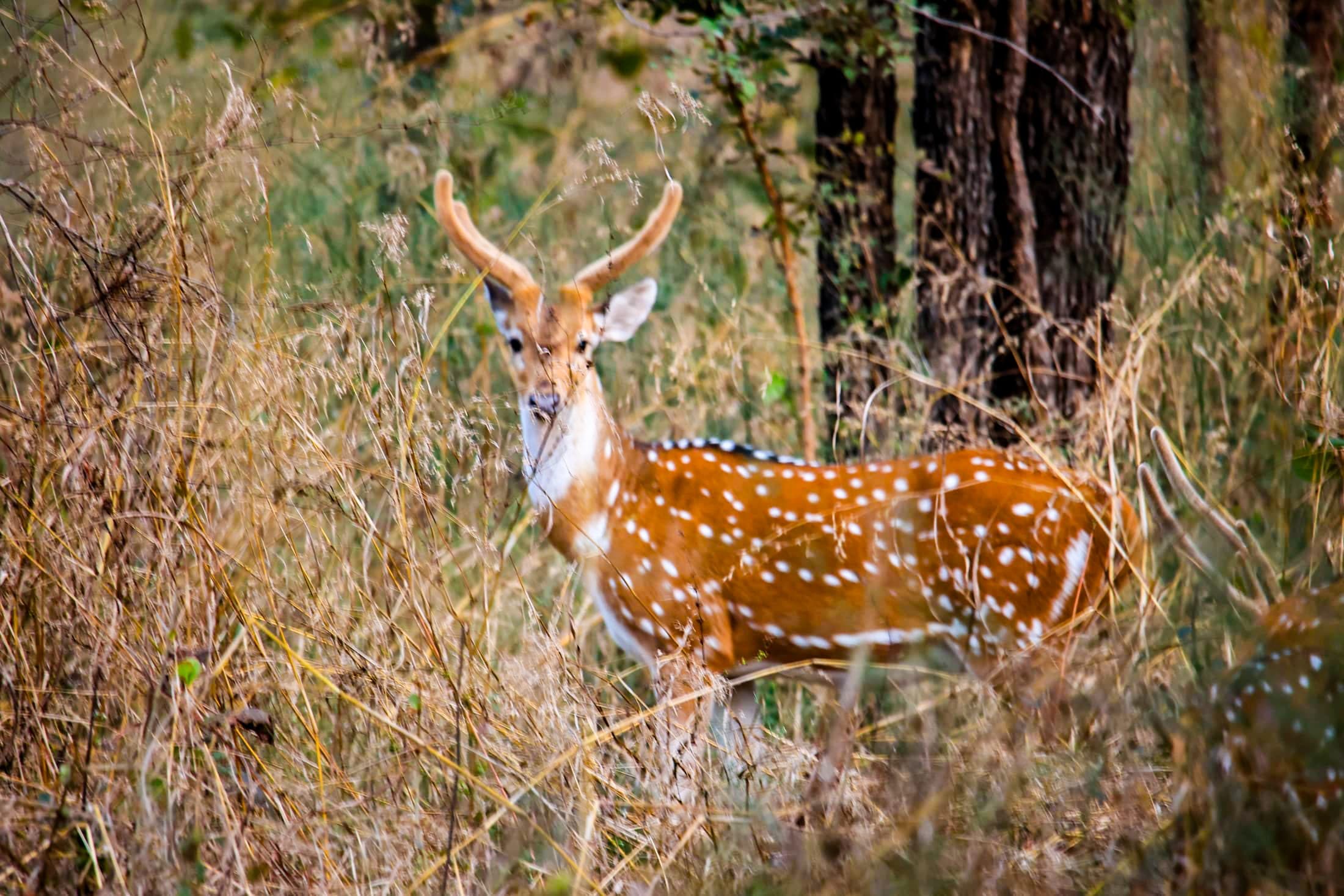 Spotted deer — Rajasthan
