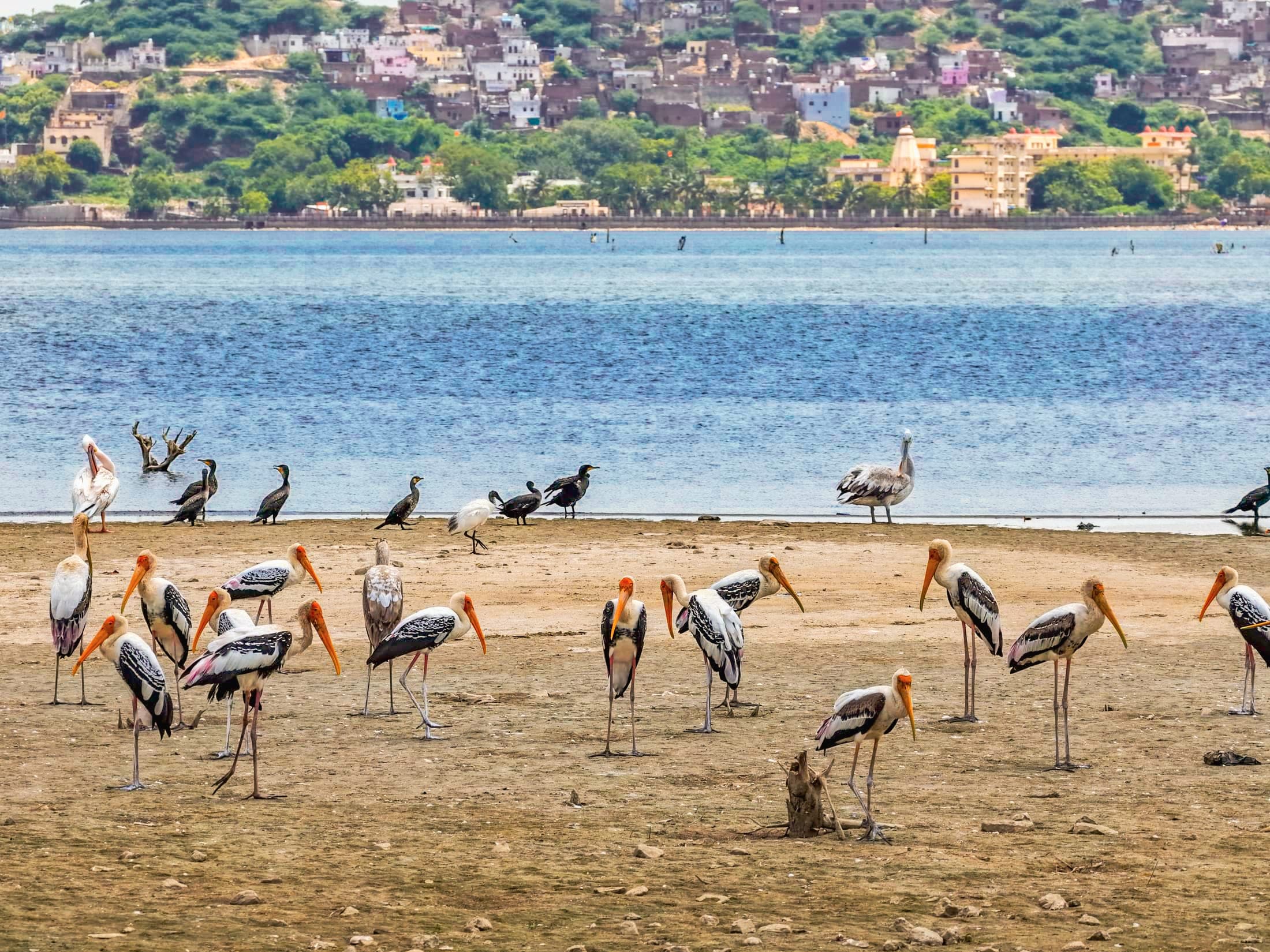 Painted storks on the shore